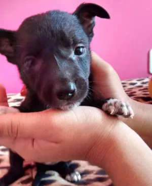 Cachorro raça  idade Abaixo de 2 meses nome Julie