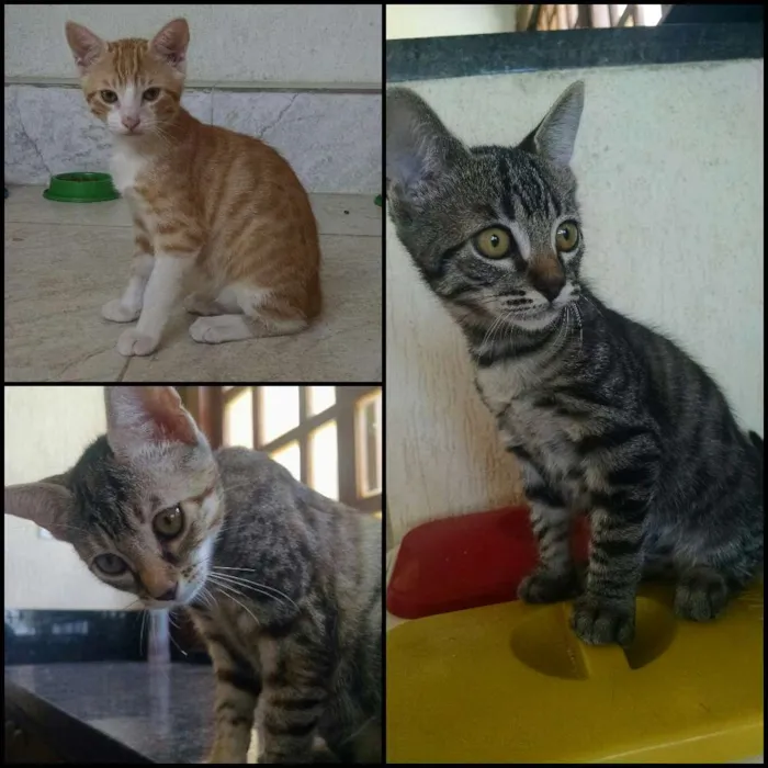 Gato ra a SRD idade 2 a 6 meses nome Boris, Pompom e Chuv