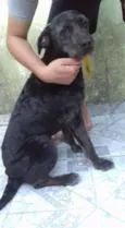 Preto