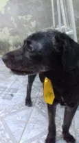 Preto