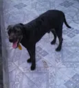 Preto