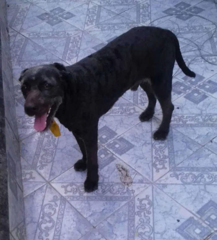 Cachorro ra a Viralata idade 5 anos nome Preto