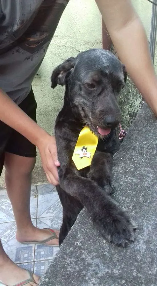Cachorro ra a Viralata idade 5 anos nome Preto