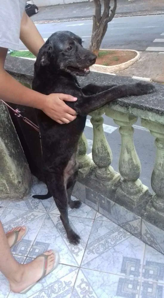 Cachorro ra a Viralata idade 5 anos nome Preto