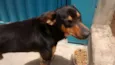 Dog (negão)
