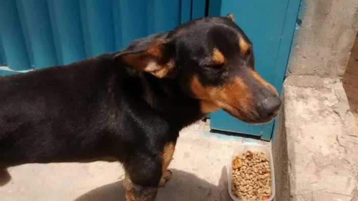 Cachorro raça SRD idade 6 ou mais anos nome Dog (negão)
