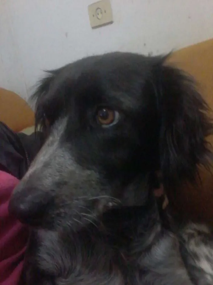 Cachorro ra a Srd idade 1 ano nome Pitoco