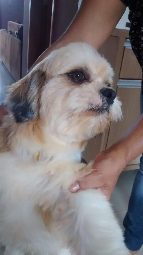 Cachorro ra a Lhasa apso idade  nome Sem informação 