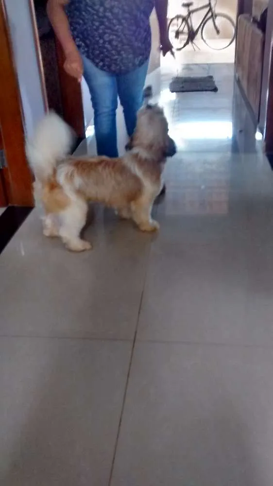 Cachorro ra a Lhasa apso idade  nome Sem informação 