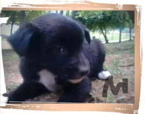 Cachorro raça SRD idade Abaixo de 2 meses nome NICK FILHOTE