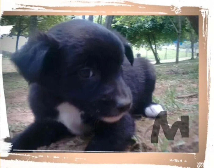 Cachorro ra a SRD idade Abaixo de 2 meses nome NICK FILHOTE