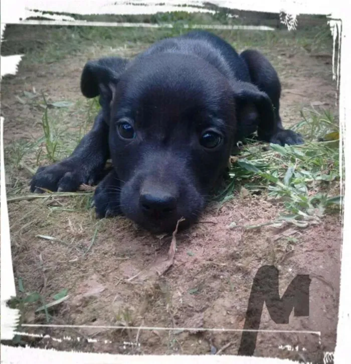Cachorro ra a SRD idade Abaixo de 2 meses nome TEDY FILHOTE
