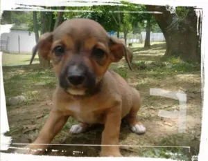 Cachorro raça SRD idade Abaixo de 2 meses nome LARINHA FILHOTE