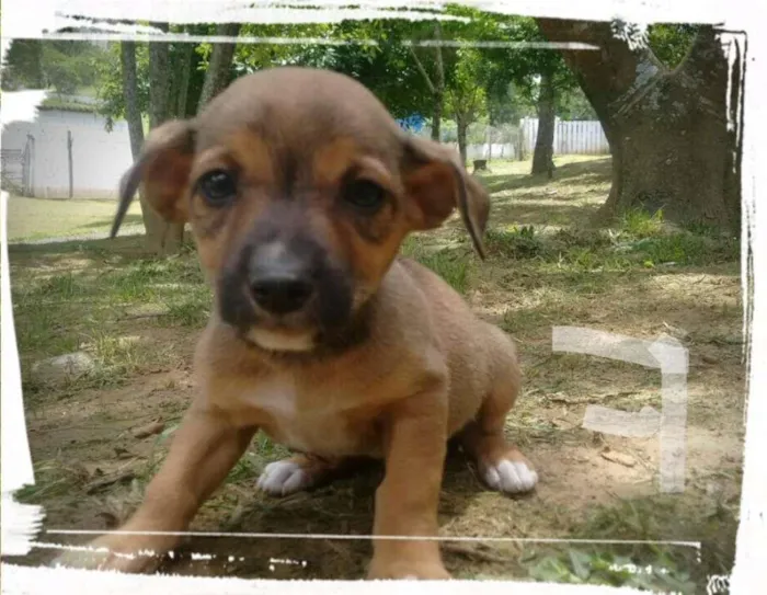 Cachorro ra a SRD idade Abaixo de 2 meses nome LARINHA FILHOTE