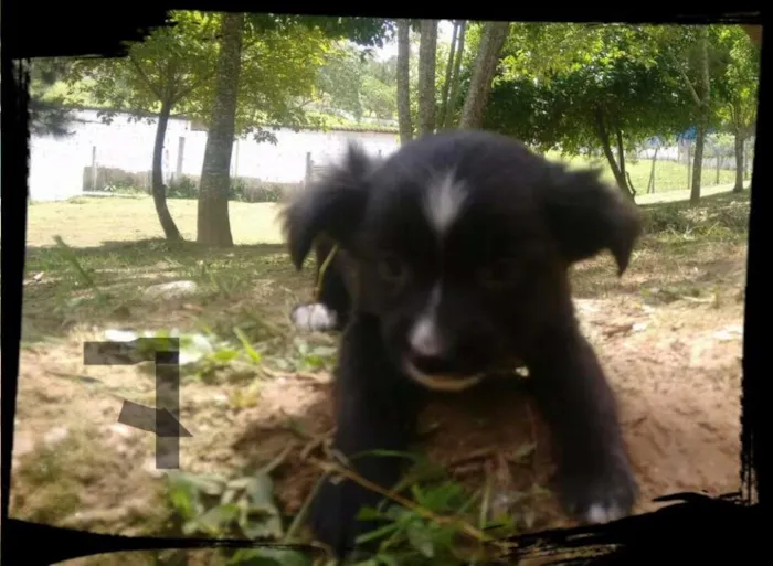 Cachorro ra a SRD idade Abaixo de 2 meses nome LUA FILHOTE