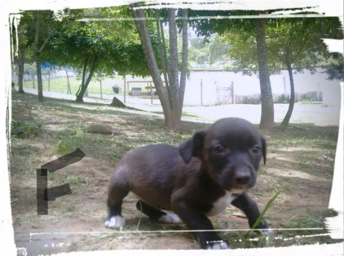 Cachorro ra a SRD idade Abaixo de 2 meses nome TININHA FILHOTE