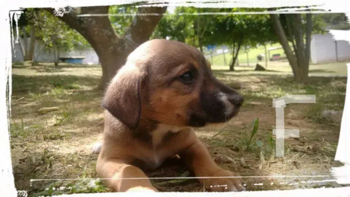 Cachorro ra a SRD idade Abaixo de 2 meses nome NORA FILHOTE