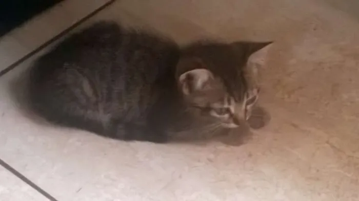Gato raça não definida idade 2 a 6 meses nome sem nomes