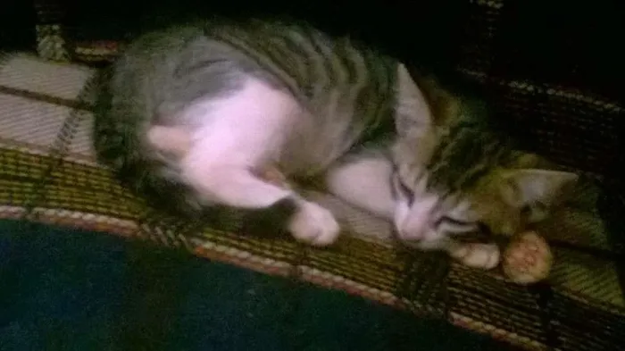 Gato raça não definida idade 2 a 6 meses nome sem nomes