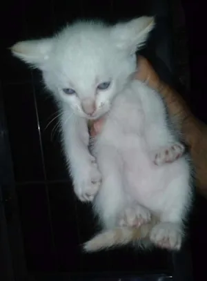 Gato raça Sem raça definida idade Abaixo de 2 meses nome Filhote