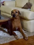 Cadu 