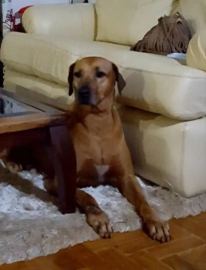 Cachorro ra a Rodesiano idade 6 ou mais anos nome Cadu 
