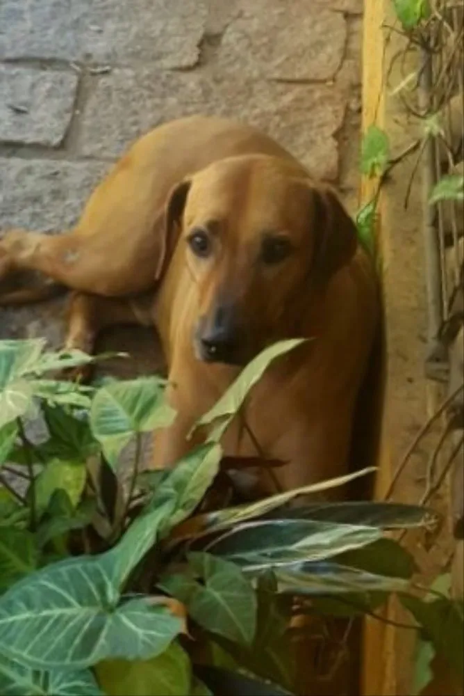 Cachorro ra a Rodesiano idade 6 ou mais anos nome Cadu 