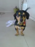 Priscila e Toddy