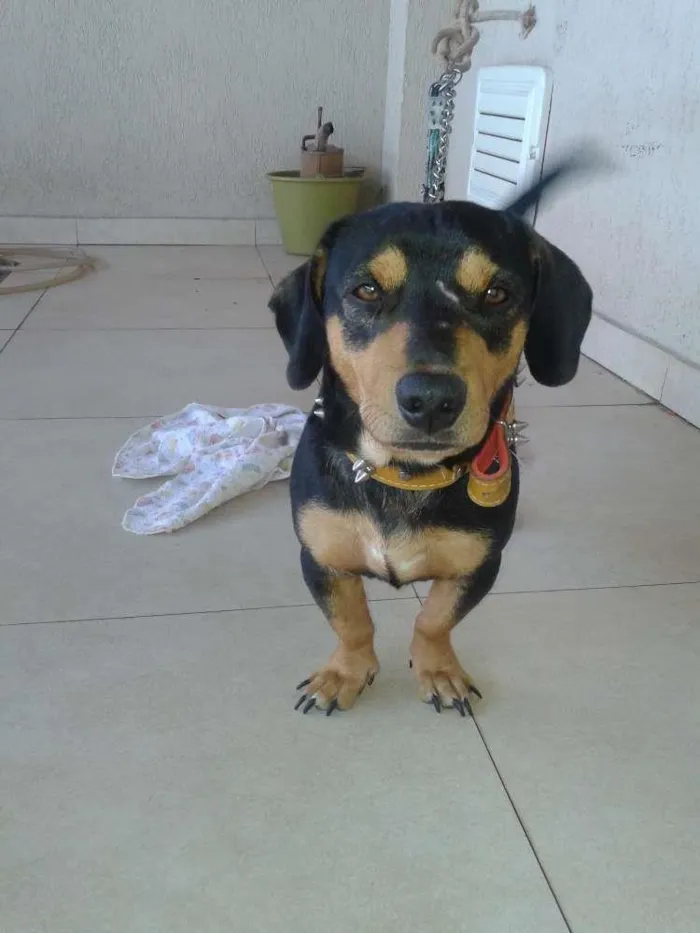 Cachorro raça Sem raça definida idade 7 a 11 meses nome Priscila e Toddy