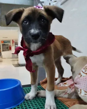 Cachorro raça srd idade 2 a 6 meses nome Framboesa