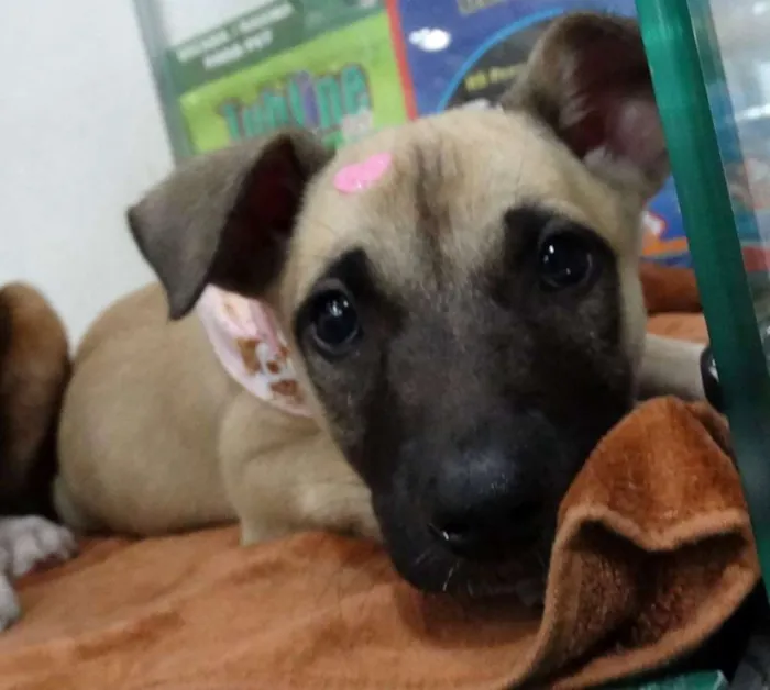 Cachorro ra a SRD idade 2 a 6 meses nome Cereja