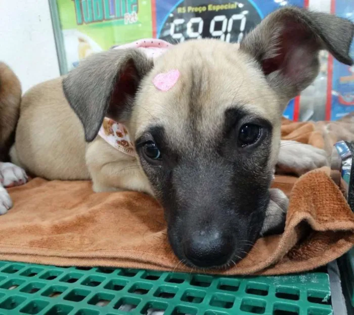 Cachorro ra a SRD idade 2 a 6 meses nome Cereja