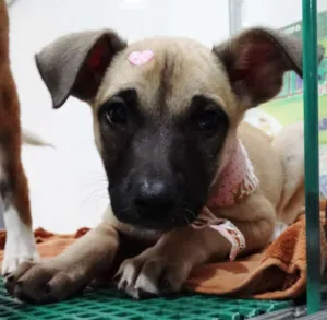 Cachorro raça SRD idade 2 a 6 meses nome Cereja