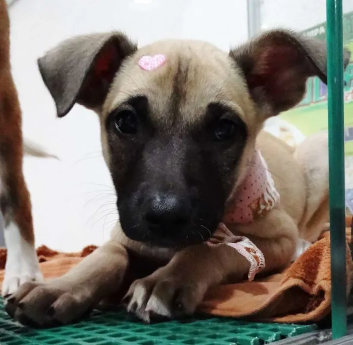 Cachorro ra a SRD idade 2 a 6 meses nome Cereja