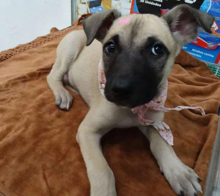 Cachorro ra a SRD idade 2 a 6 meses nome Cereja