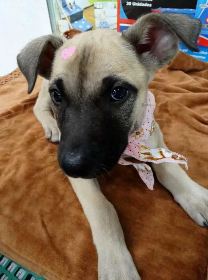 Cachorro ra a SRD idade 2 a 6 meses nome Cereja