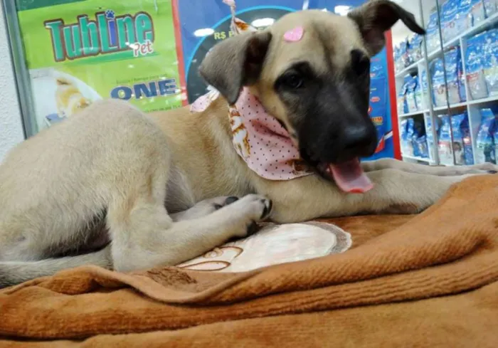 Cachorro ra a SRD idade 2 a 6 meses nome Cereja