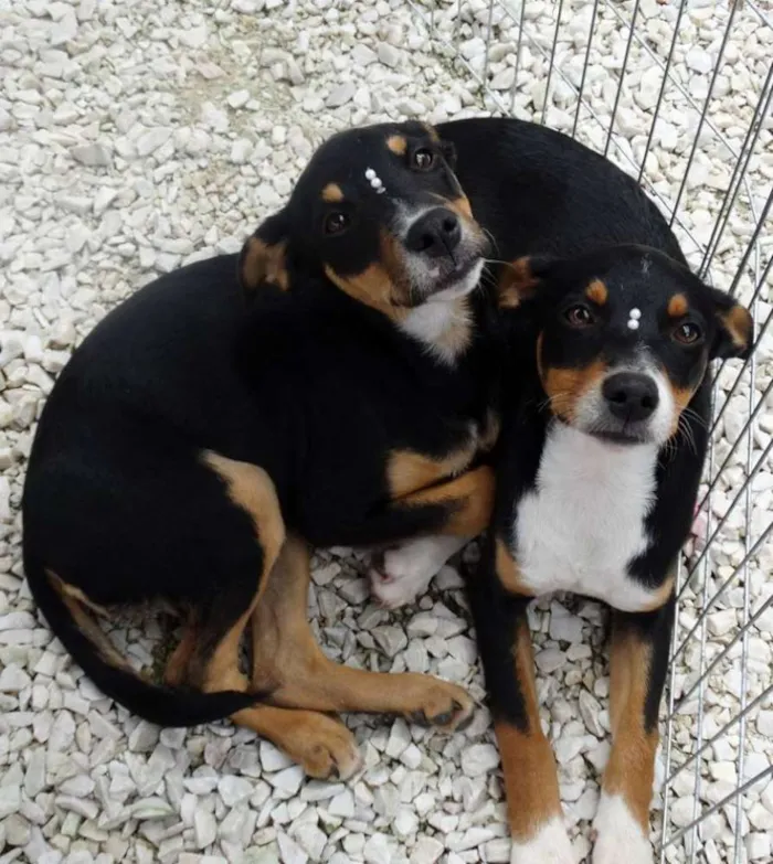 Cachorro ra a SRD idade 2 a 6 meses nome Meg