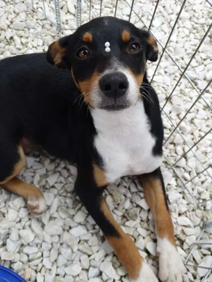 Cachorro ra a SRD idade 2 a 6 meses nome Meg