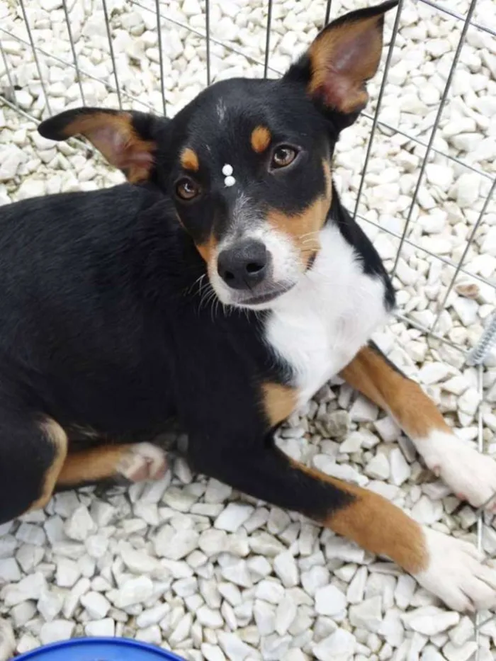 Cachorro ra a SRD idade 2 a 6 meses nome Meg