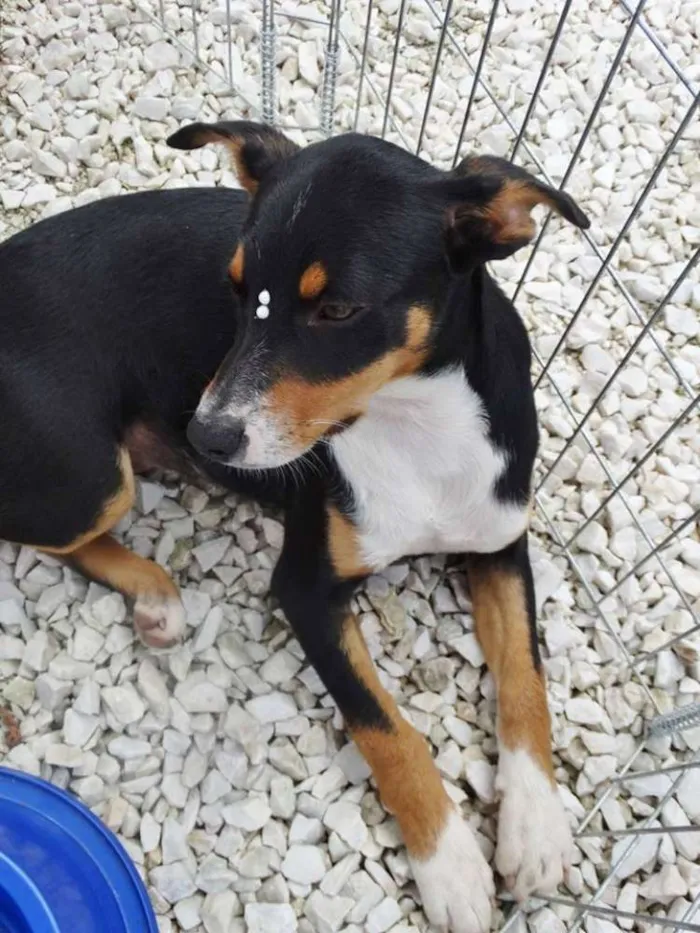 Cachorro ra a SRD idade 2 a 6 meses nome Meg
