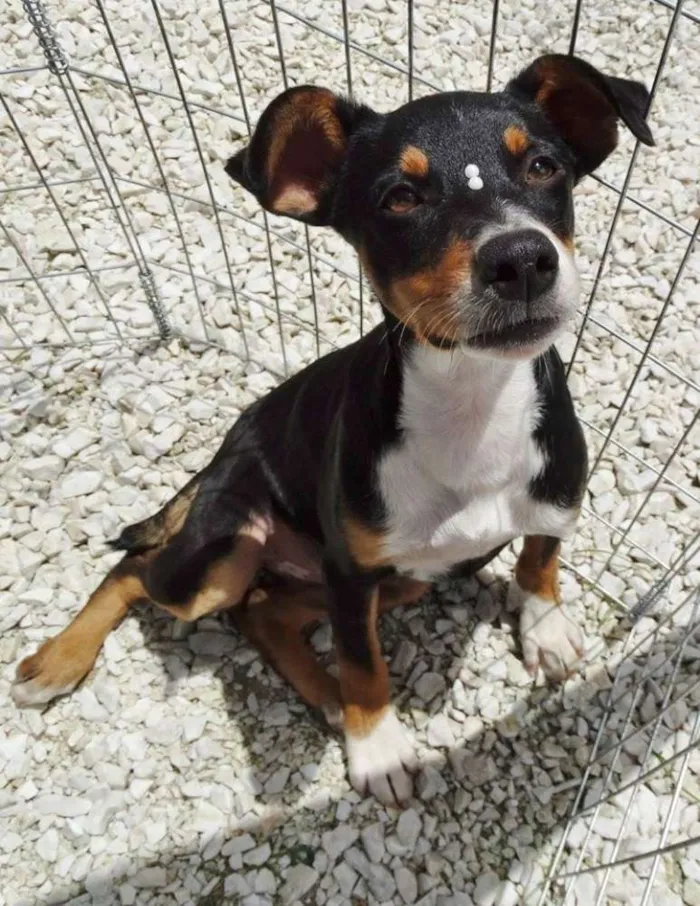 Cachorro ra a SRD idade 2 a 6 meses nome Meg