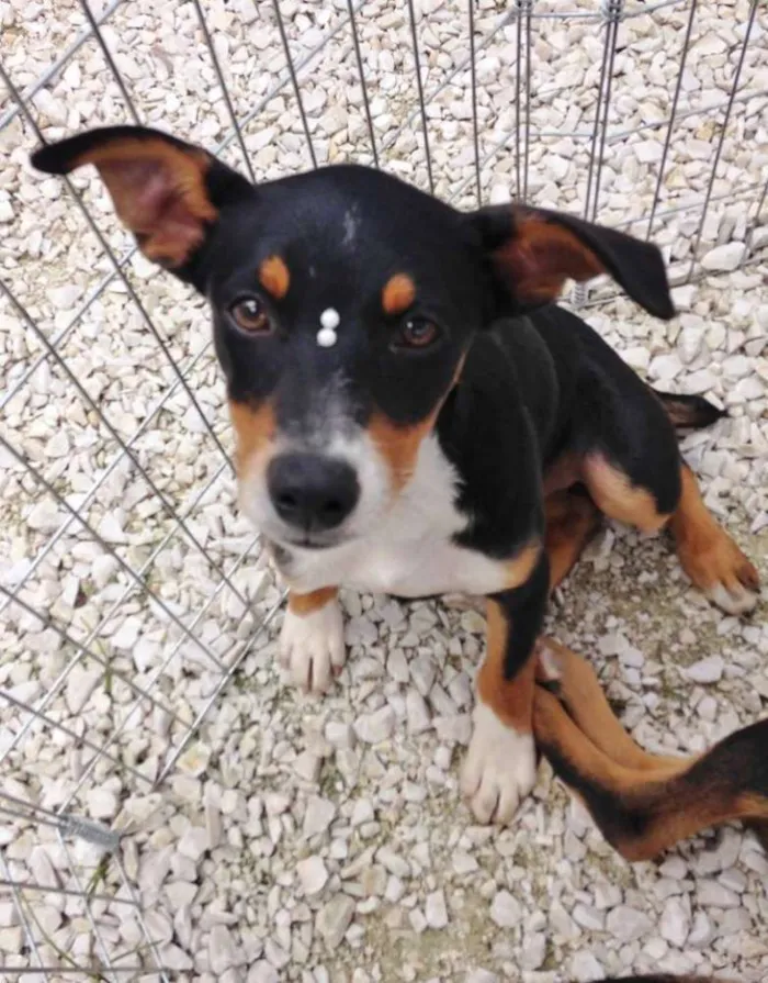Cachorro ra a SRD idade 2 a 6 meses nome Meg