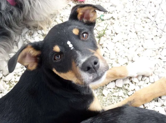 Cachorro ra a SRD idade 2 a 6 meses nome Molly