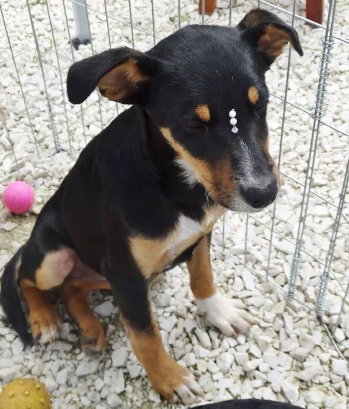 Cachorro ra a SRD idade 2 a 6 meses nome Molly