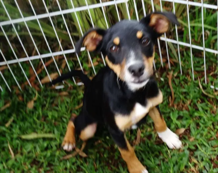 Cachorro ra a SRD idade 2 a 6 meses nome Molly
