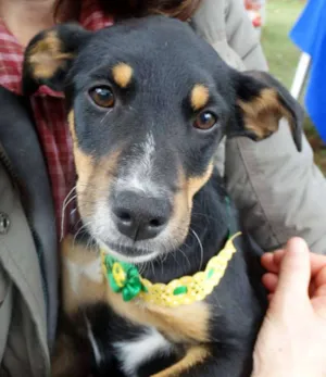 Cachorro raça SRD idade 2 a 6 meses nome Molly