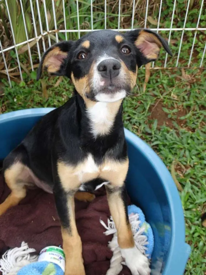 Cachorro ra a SRD idade 2 a 6 meses nome Molly