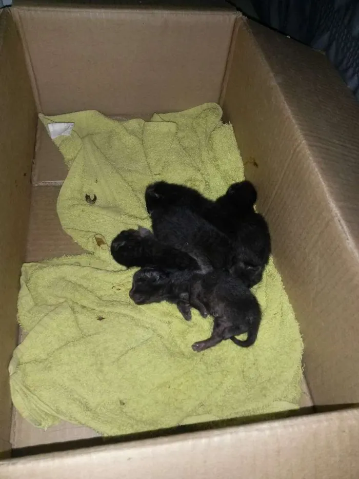Gato ra a  idade Abaixo de 2 meses nome sem nome