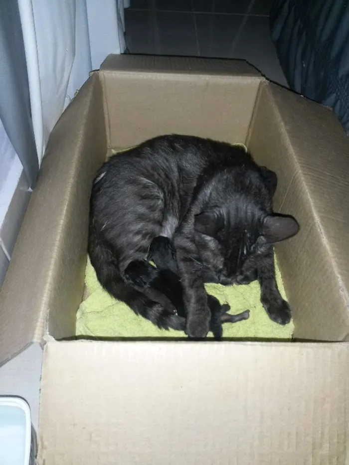 Gato ra a  idade Abaixo de 2 meses nome sem nome